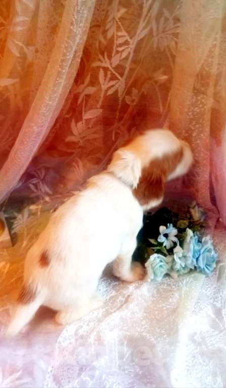 Собаки в Санкт-Петербурге: продается щенок русского охотничьего спаниеля Мальчик, 50 000 руб. - фото 4