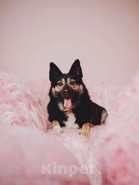 Собаки в Москве: Макена — идеальный идеал собаки Девочка, Бесплатно - фото 1