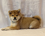 Собаки в Москве: Сиба ину. Мальчик Мальчик, 50 000 руб. - фото 1