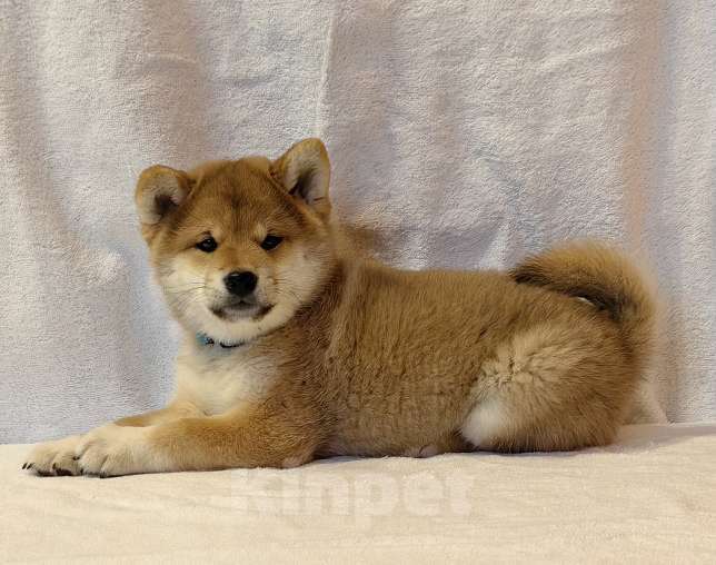 Собаки в Москве: Сиба ину. Мальчик Мальчик, 50 000 руб. - фото 1