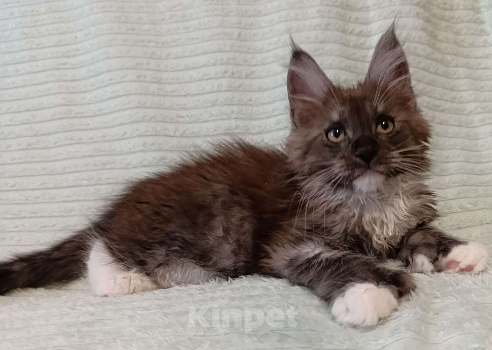 Кошки в Санкт-Петербурге: Мальчик полидакт Мальчик, 50 000 руб. - фото 6