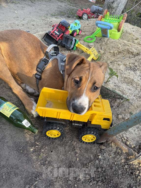 Собаки в Москве: В добрые руки  Мальчик, Бесплатно - фото 5