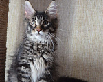 Кошки в Барнауле: котенок-подросток Умберто Анже-де Санте Мальчик, 20 000 руб. - фото 1