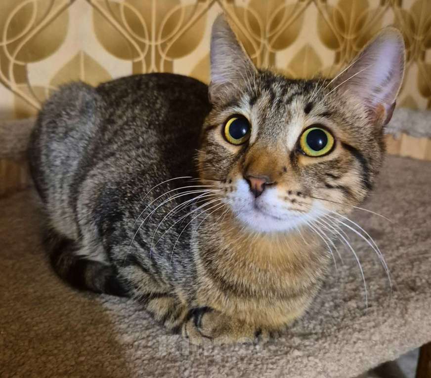 Кошки в Москве: Рафаэль художник ждет маму 7 месяцев Мальчик, Бесплатно - фото 5