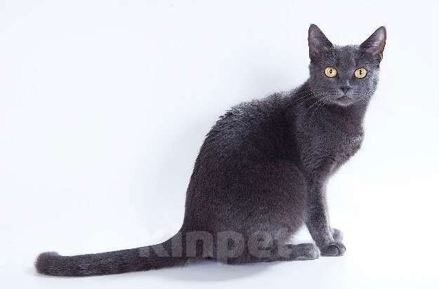 Кошки в Москве: Британская кошка Сьюзи в добрые руки Девочка, Бесплатно - фото 2