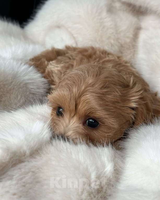 Собаки в Уфе: Мальтипу, щенок Мальчик, 180 000 руб. - фото 5