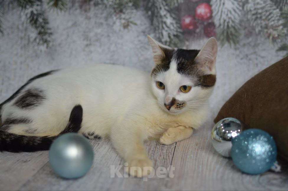 Кошки в Москве: Ириска в поиске дома Девочка, Бесплатно - фото 6