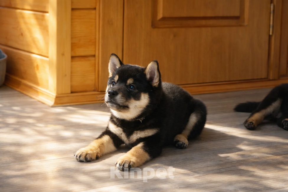 Собаки в других городах Московской области: Щенок мальчик Сиба-Ину (черный ошейник) Мальчик, 100 000 руб. - фото 2