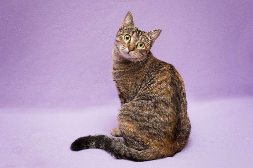 Разноцветная полосатая Линда. Кошка в добрые руки.