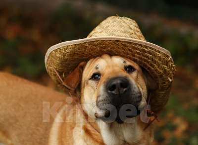 Собаки в Москве: Маффин суперпозитивный и общительный! Мальчик, Бесплатно - фото 1