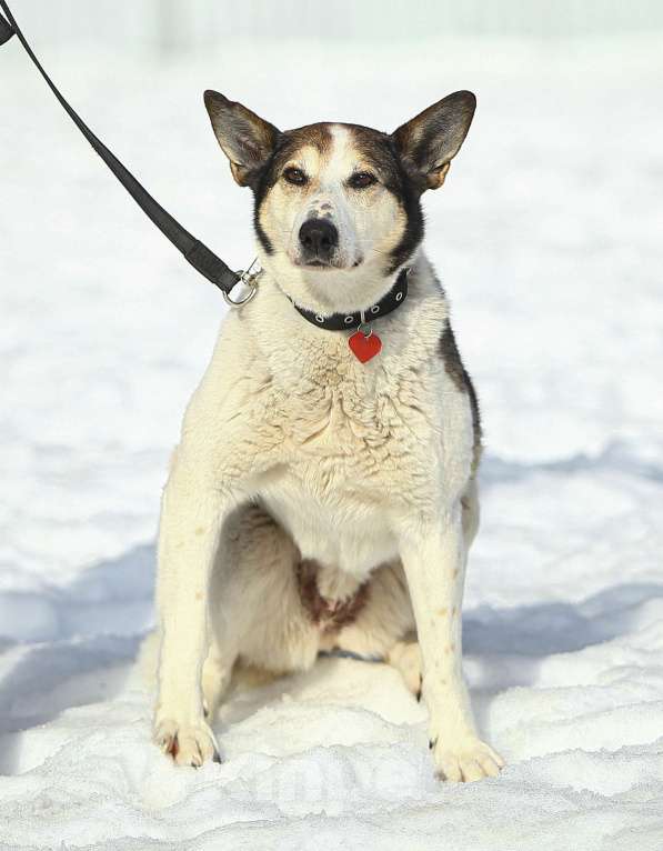 Собаки в Москве: Белка. Диванная собака Девочка, Бесплатно - фото 4