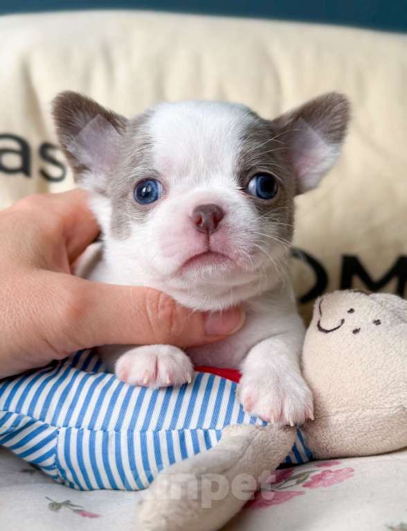 Собаки в Москве: Красивый мальчик чихуахуа Мальчик, 50 000 руб. - фото 4