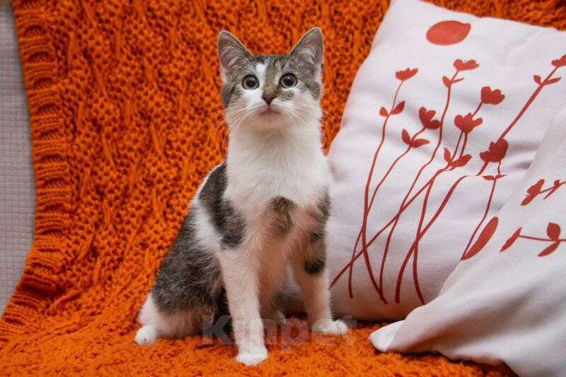 Кошки в Люберцах: Ищут дом два прекрасных которебенка Девочка, 1 руб. - фото 2