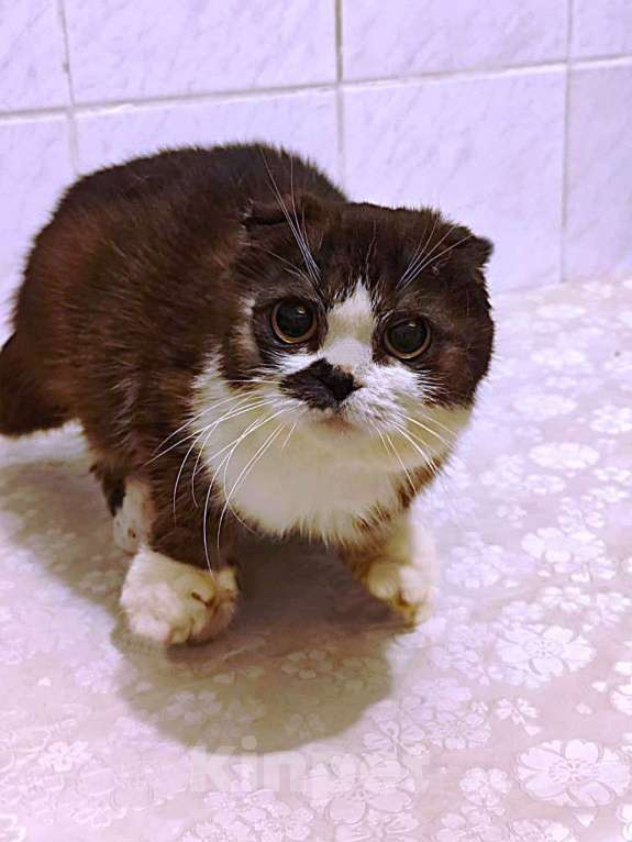 Кошки в Москве: Особенная кошечка шотландка на дожитие Девочка, 50 руб. - фото 1