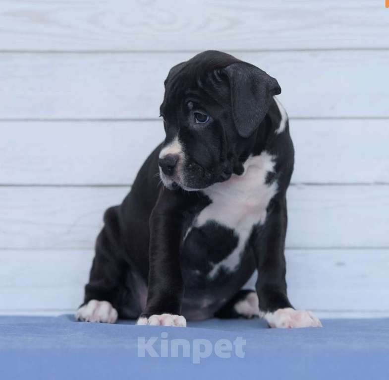 Собаки в Санкт-Петербурге: Щенок амстаффа Девочка, 50 000 руб. - фото 3