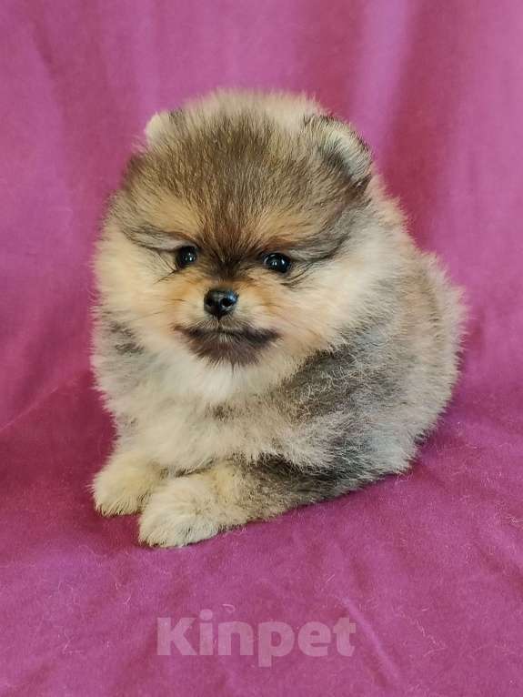 Собаки в Санкт-Петербурге: Шпичик Мальчик, 35 000 руб. - фото 2