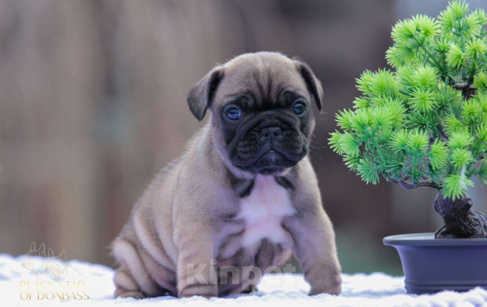Собаки в Ртищево: Щенки французского бульдога Девочка, 100 000 руб. - фото 4
