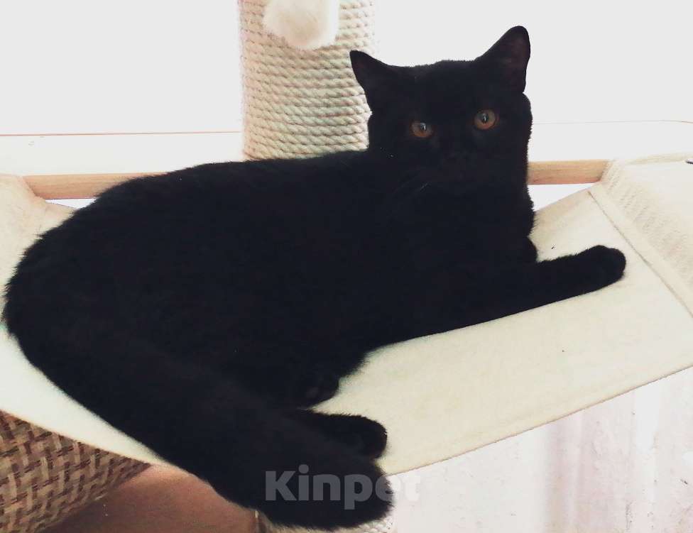 Кошки в Подольске: Британская короткошерстная кошечка Девочка, 40 000 руб. - фото 5