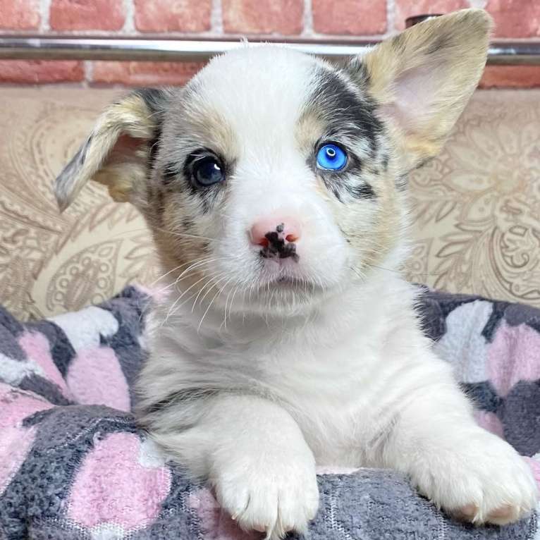 Собаки в Москве: Щенки вельш-корги кардиган Мальчик, 35 000 руб. - фото 1