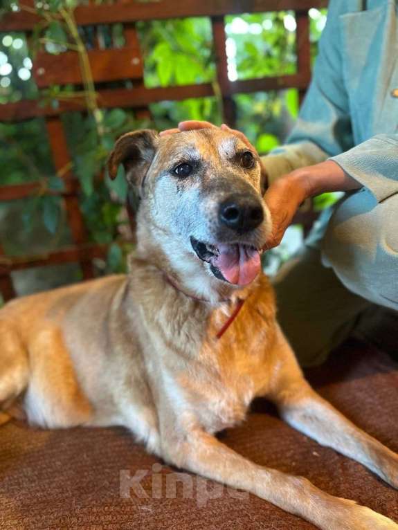 Собаки в Москве: Ищет дом мудрый дедуля Рыжик. Мальчик, Бесплатно - фото 1