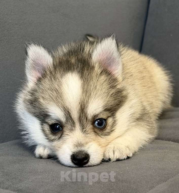 Собаки в Санкт-Петербурге: Девочка помски Девочка, 60 000 руб. - фото 2