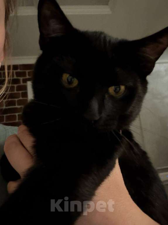 Кошки в других городах Московской области: Кошка в добрые руки. Гладкошерстная, умная приученная девочка Девочка, Бесплатно - фото 1