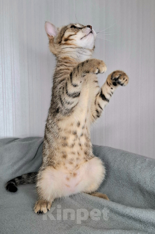Кошки в Москве: Коричневая малышка в добрые руки Девочка, Бесплатно - фото 7