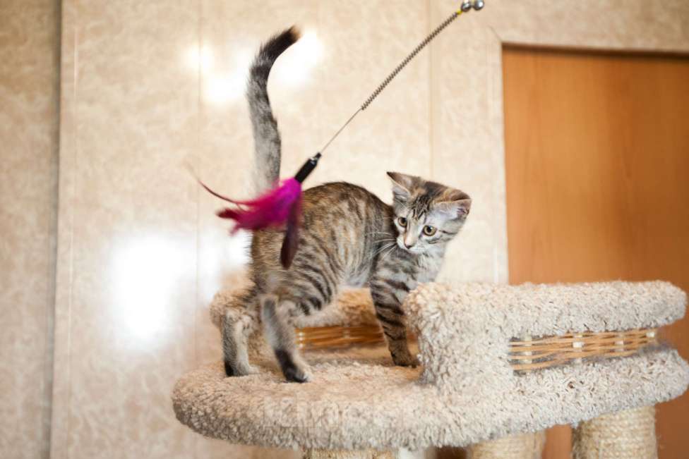 Кошки в Москве: Серо-бежевый котёнок в добрые руки  Девочка, Бесплатно - фото 5