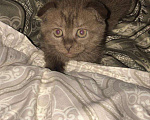 Кошки в Кстово: Британские антидепрессанты, 1 000 руб. - фото 7