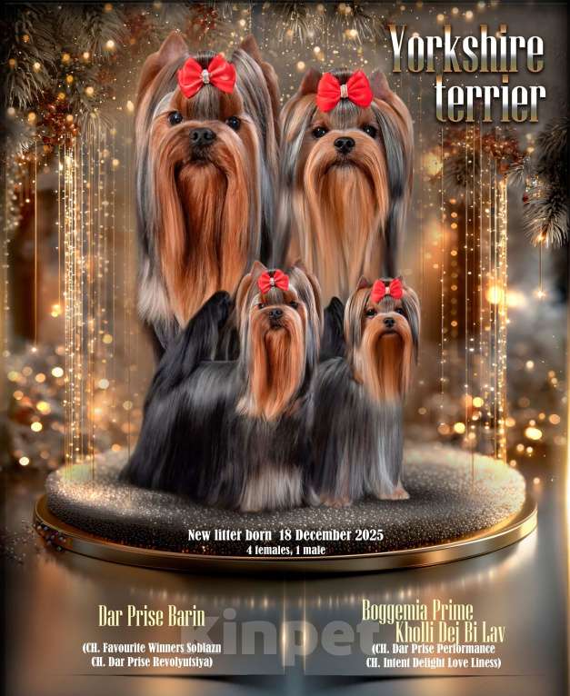 Собаки в других городах Свердловской области: Йоркширский терьер щенок Мальчик, 55 000 руб. - фото 4