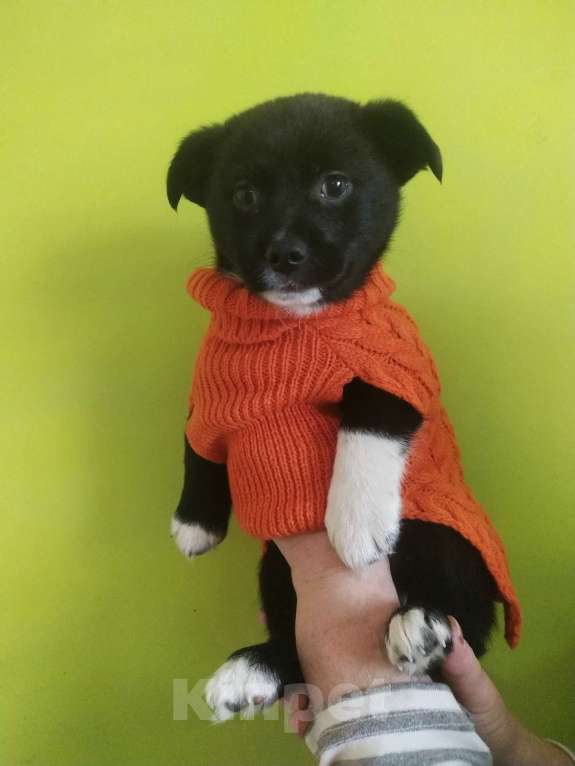 Собаки в Санкт-Петербурге: Две маленькие кнопки ищут дом Мальчик, Бесплатно - фото 5