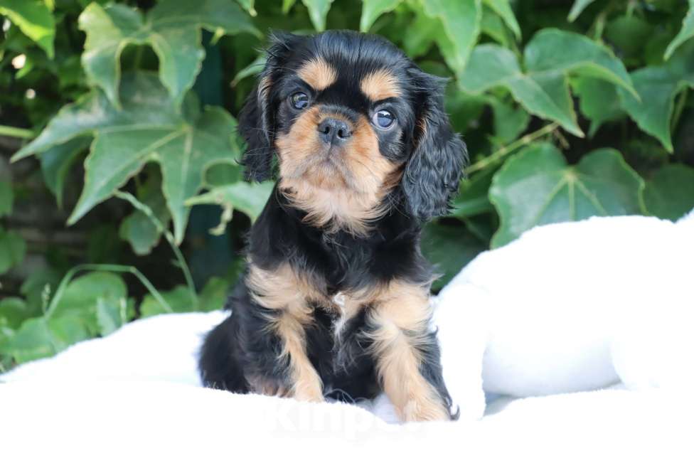 Собаки в Ростове-на-Дону: Мальчик Кавалер! Мальчик, Бесплатно - фото 3