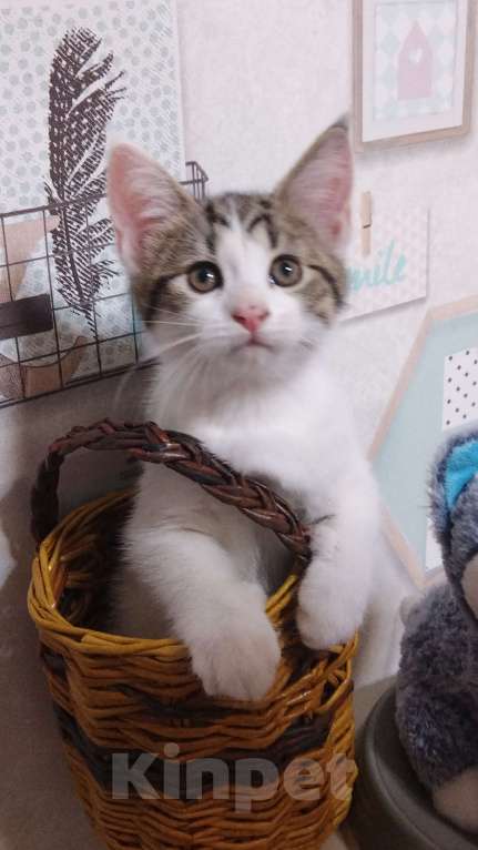 Кошки в Санкт-Петербурге: Прямоухий котенок британец Мальчик, 7 000 руб. - фото 3