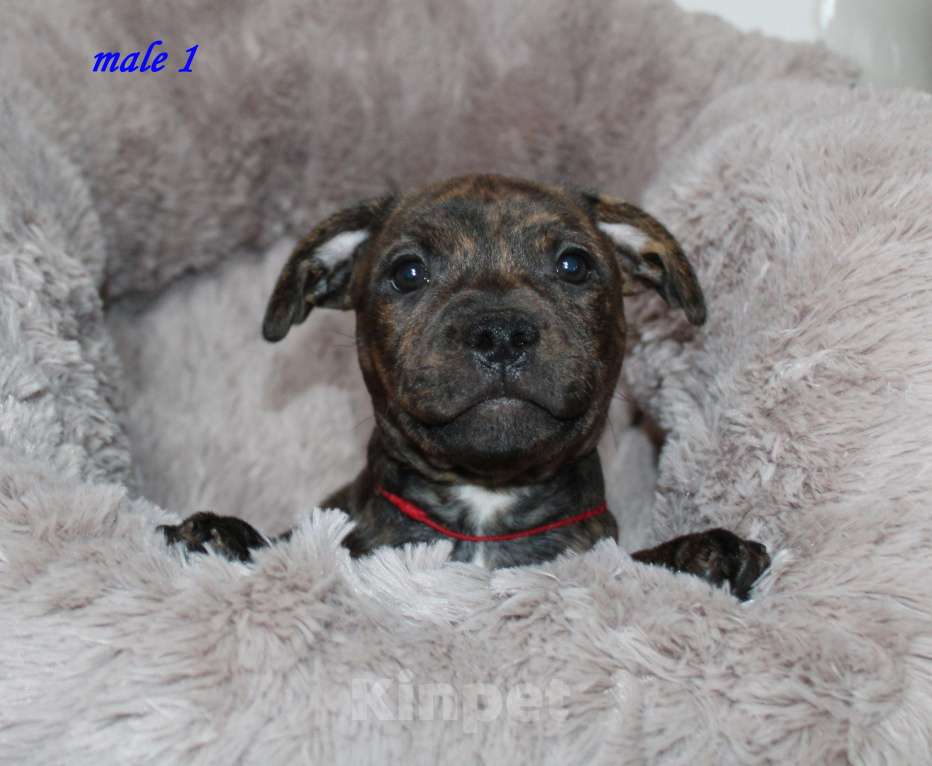 Собаки в Москве: Щенки стаффордширского бультерьера Мальчик, 50 000 руб. - фото 1