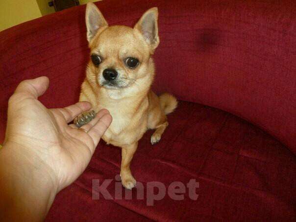 Собаки в Симферополе: Вязка,чихуахуа,маленький, 1 руб. - фото 1