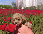 Собаки в Москве: Мальтипу Тедди девочка Девочка, 100 000 руб. - фото 4