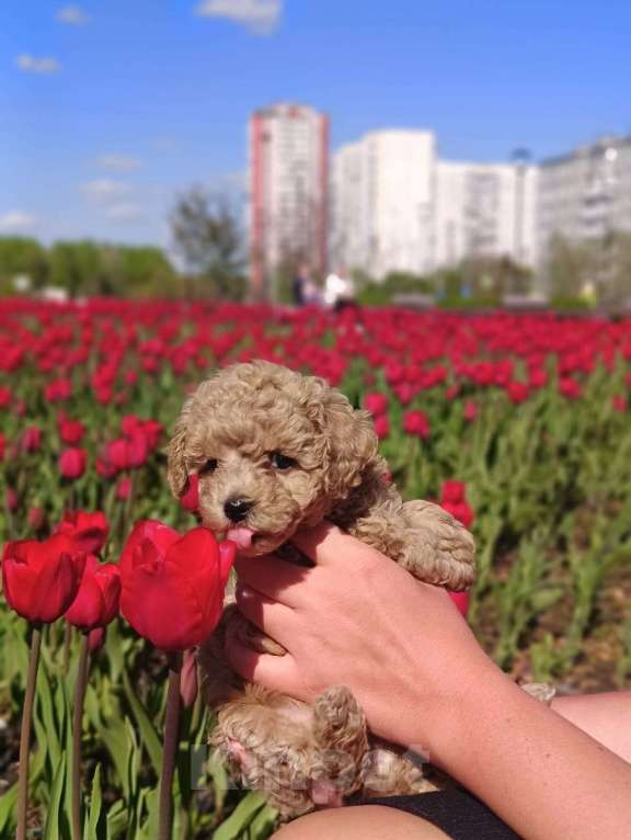 Собаки в Москве: Мальтипу Тедди девочка Девочка, 100 000 руб. - фото 4