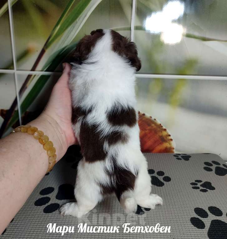 Собаки в Санкт-Петербурге: Бетховен бело шоколадный длинношерстный чихуахуа Мальчик, 60 000 руб. - фото 4