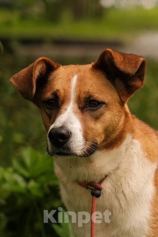 Собаки в Санкт-Петербурге: Эльза из приюта в добрые руки Девочка, Бесплатно - фото 1