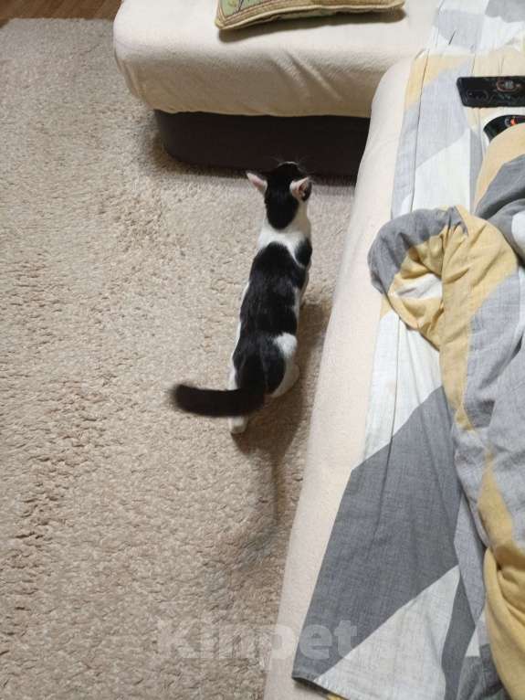 Кошки в других городах Тульской области: Найден домашний кот. Мальчик, Бесплатно - фото 2