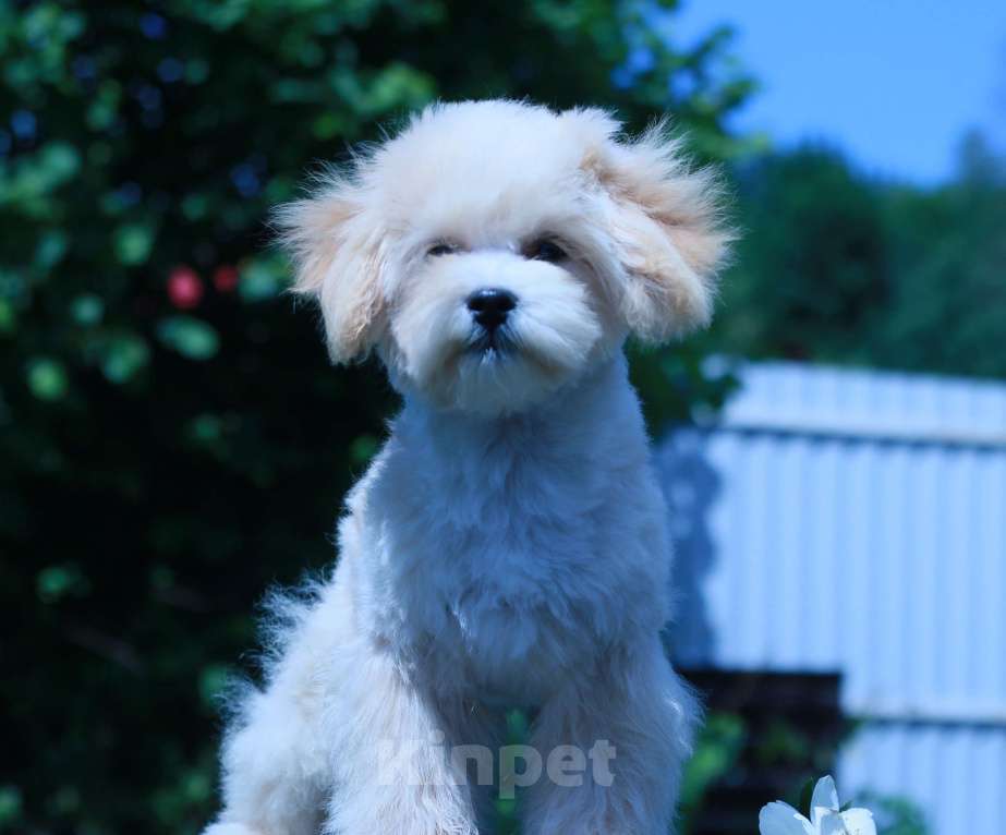 Собаки в Москве: мальтипу Ф1 щенки Девочка, 100 000 руб. - фото 3