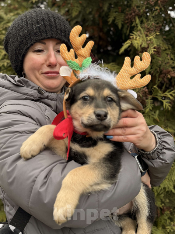 Собаки в Москве:  Алмаз вашей души 2 мес ждет новогоднего чуда-дом! Мальчик, Бесплатно - фото 1