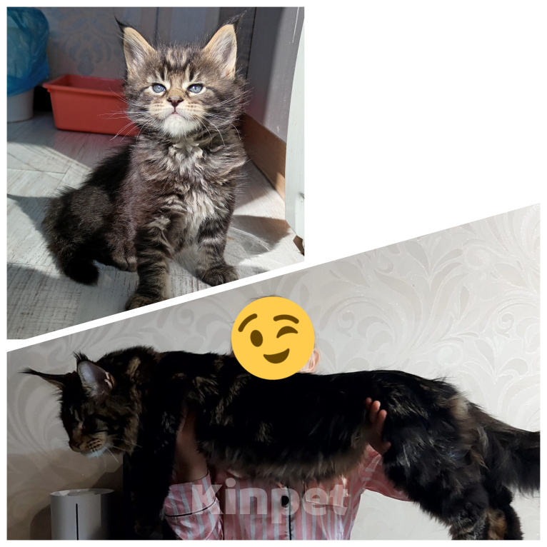 Кошки в Уфе: Мейн кун Мальчик, 18 000 руб. - фото 4