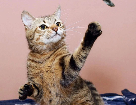 Юная Алиса, сто полосок и розовый носик. Кошка в добрые руки.