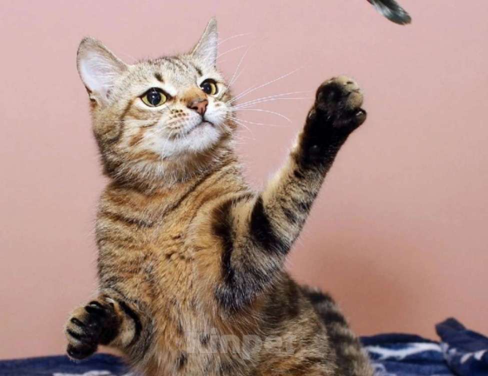 Кошки в Москве: Юная Алиса, сто полосок и розовый носик. Кошка в добрые руки. Девочка, Бесплатно - фото 1