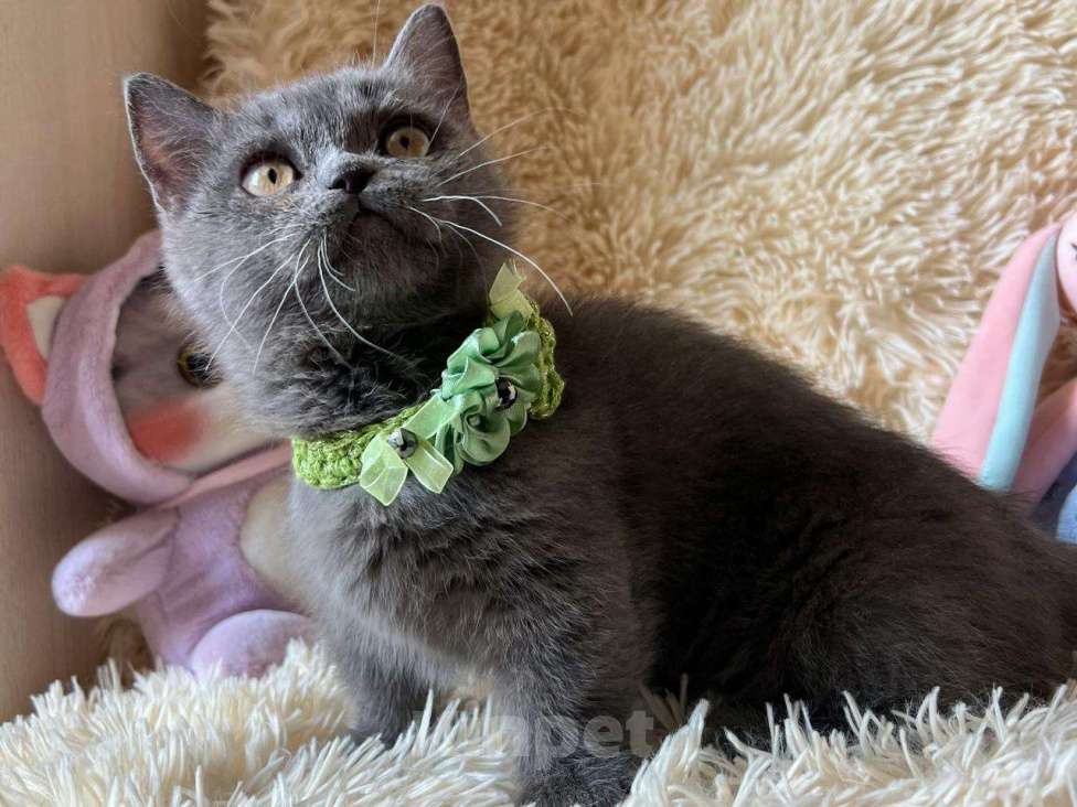 Кошки в Москве: Манчкин менуэт DBE Девочка, 100 000 руб. - фото 2