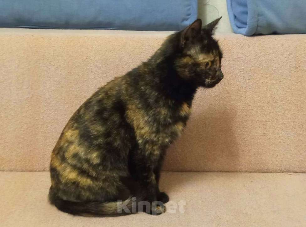 Кошки в Москве: Ласковая молодая кошечка-антистресс Бусинка ищет дом Девочка, 5 руб. - фото 3