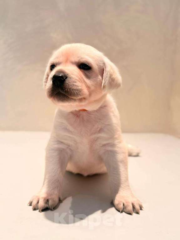 Собаки в Калининграде: Продам щенков лабрадора  Мальчик, 35 000 руб. - фото 5