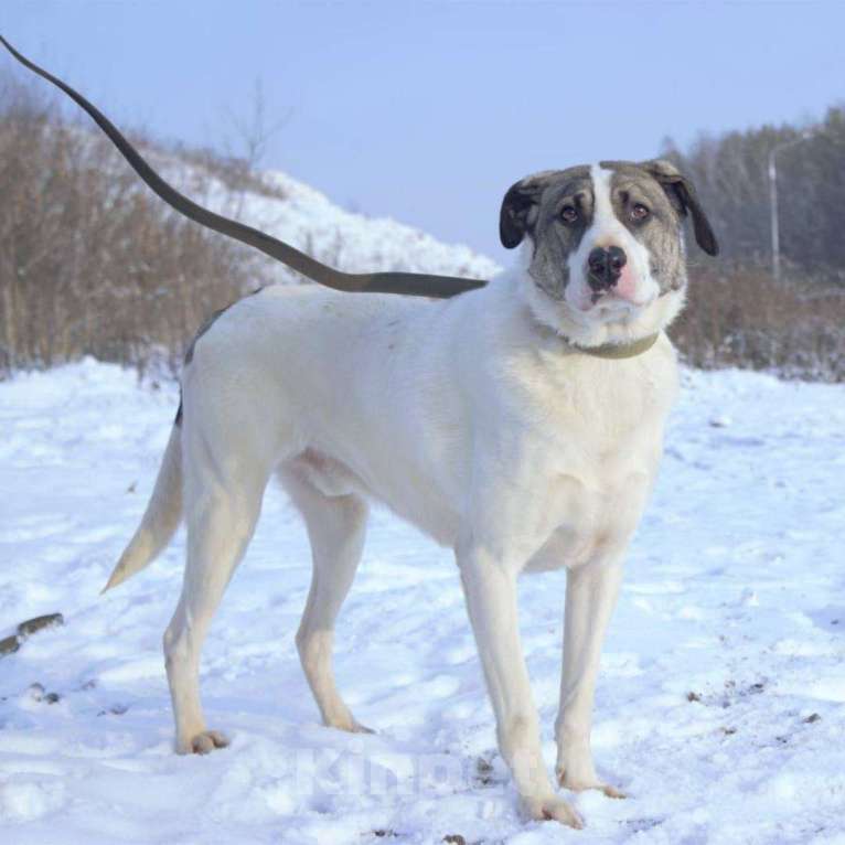 Собаки в Москве: Филя Мальчик, Бесплатно - фото 3