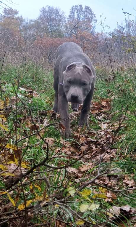 Собаки в других городах Краснодарского края: Американский питбультерьер щенок Девочка, 70 000 руб. - фото 3